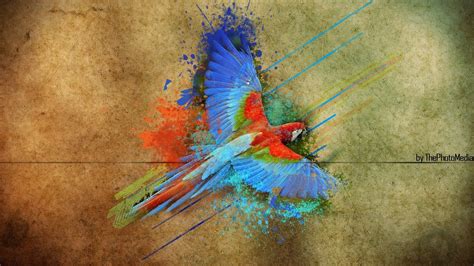 Parrot Art Wallpapers Top Free Parrot Art Backgrounds Wallpaperaccess