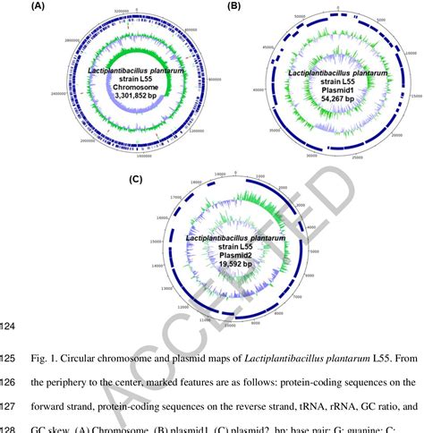 Figure 1 From Complete Genome And Two Plasmids Sequences Of