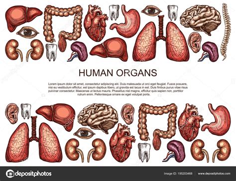 Human Body Vital Organs Diagram Diagram