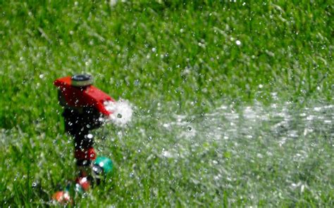 Watering New Turf Grass Sod Payne Sod Farm