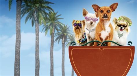 Chihuahua Z Beverly Hills Cda - Cziłała z Beverly Hills Online - PlayerTV