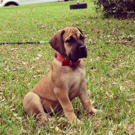 27 Best Images About Bull Mastiff On Pinterest