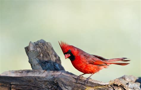Bird In Everything Cardinals Red Birds
