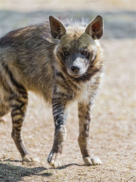 One Of The Striped Hyenas Of The Park Walking In Hisher Enclosure