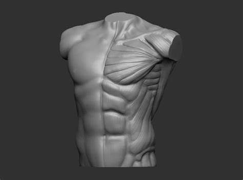 Male Bust Anatomy Reference 2tdtw7k8r By Sense42