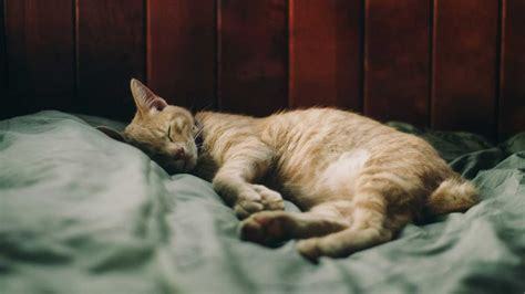 How Long Do Cats Sleep We Reveal How Much Sleep They Need Based On