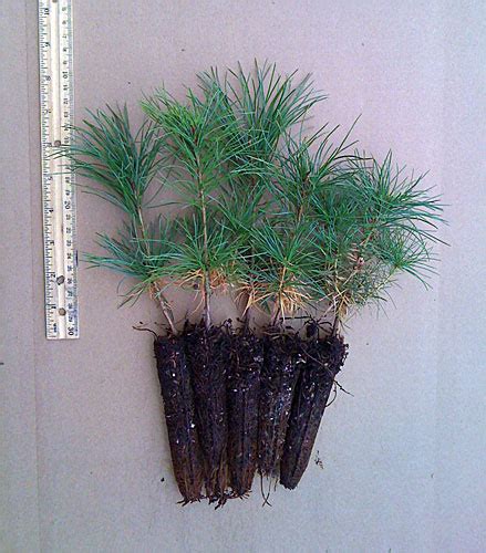 White Pine Plug Seedlings Evergreen Seedlings For Sale