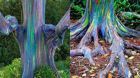 Marvelous Rainbow Trees That Can Be Found In Mindanao Philippines