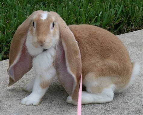 English Lop Rabbits Usa Rabbit Breeders