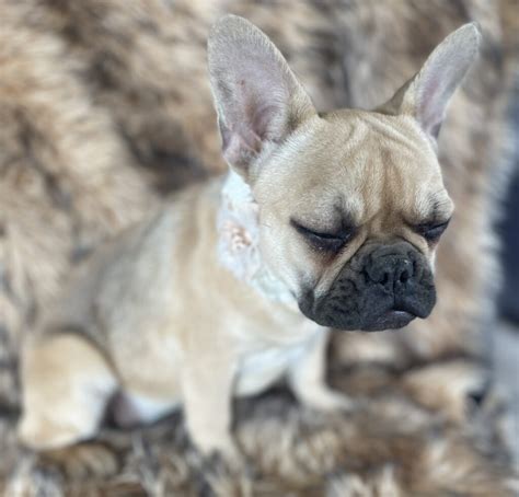 Charlotte Chocolate Fawn French Bulldog Female Reserved The French
