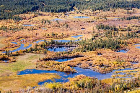Wetland Marsh Ponds Fall Boreal Forest Taiga Yukon Photograph By
