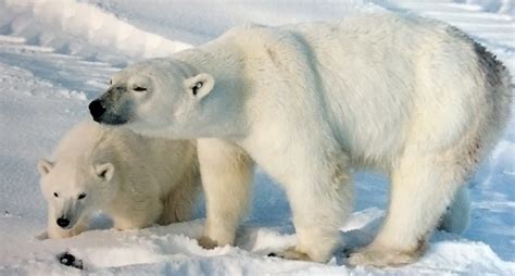 Top 10 Endangered Animals In Arctic Tundra Region Unique Nature Habitats