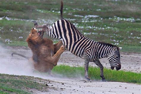 Zebras Predators And How It Escapes Zebra Grasslandsjacob Cussen