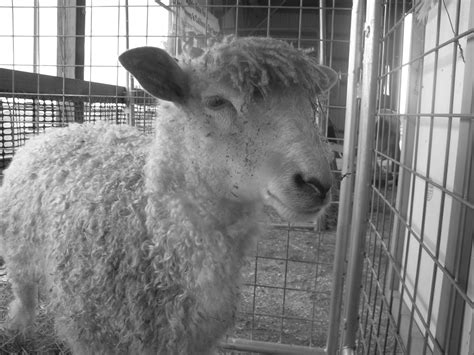 Etham Farm Life On The Edge 2011 Sheep Show