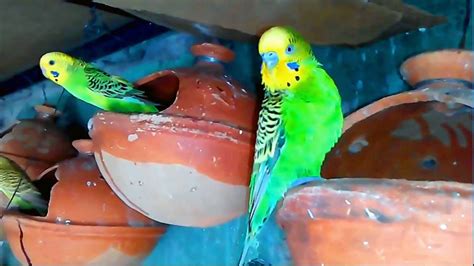 Budgies Colony Check Up Budgies Hut Youtube