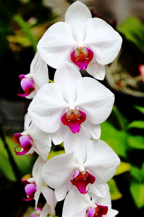 Orchid Orchid Flower Beautiful Flowers Beautiful Orchids