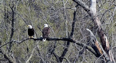 Two American Bald Eagles Imgflip