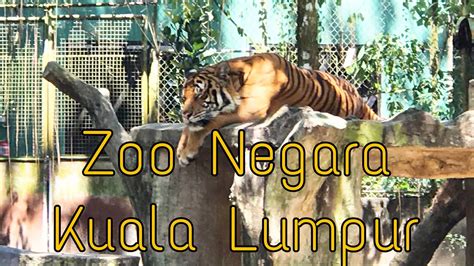 Inr 354 to senior citizens of malaysia. zoo negara kuala lumpur - YouTube