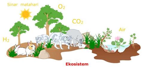 Pengertian Ekosistem Komponen Macam Contohnya Lengkap Riset