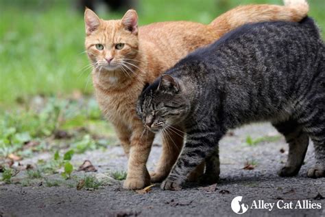 National Feral Cat Day Is October 16 Alley Cat Allies