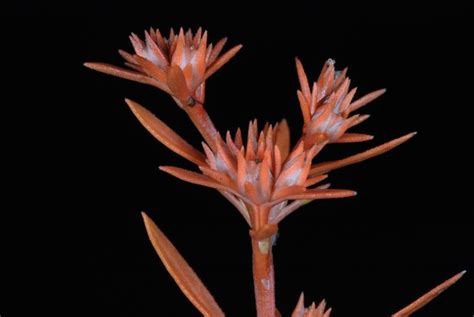 Tetrachondraceae Skottsb Ex Wettst Plants Of The World Online Kew