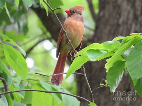 Female Northern Cardinal Photograph By Charles Green Fine Art America