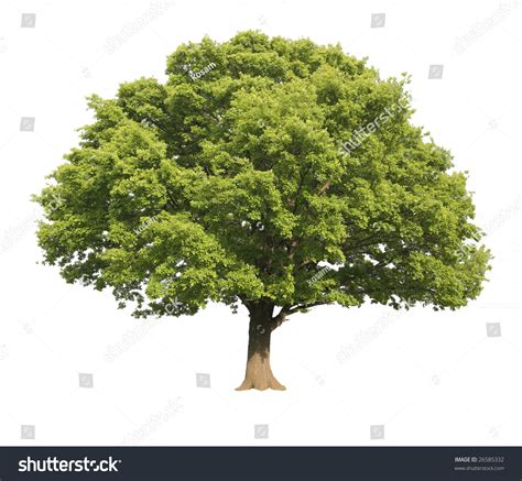 Isolated Tree Stock Photo 26585332 Shutterstock
