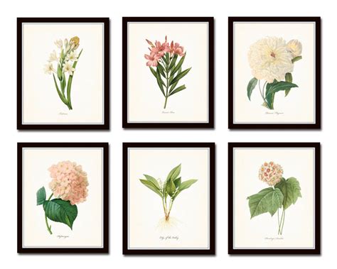 Botanical Garden Print Set No 10 Redoute Botanical Prints Belle