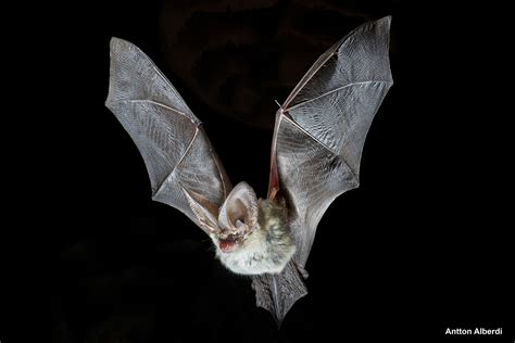 Pin By Roman Ivanyuchenko On Bats Bat Species Bat Flying Bat Photos