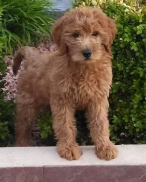 Our akc golden retriever puppies have excellent champion bloodlines! Beautiful Rare Red Goldendoodle Puppies! for Sale in Boise ...