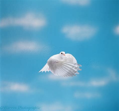 White Dove In Flight Photo Wp11594