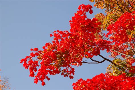 Free Images Branch Blossom Leaf Flower Red Season Maple Tree