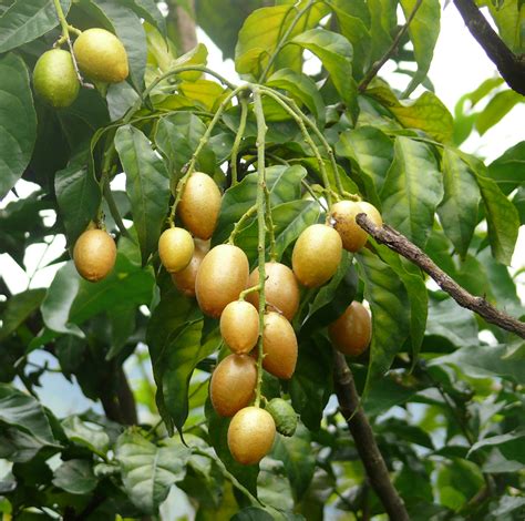 Chinese fruit tree in china factories, discover chinese fruit tree factories in china, find 105 105 results for chinese fruit tree. File:Clausena lansium.jpg - Wikimedia Commons