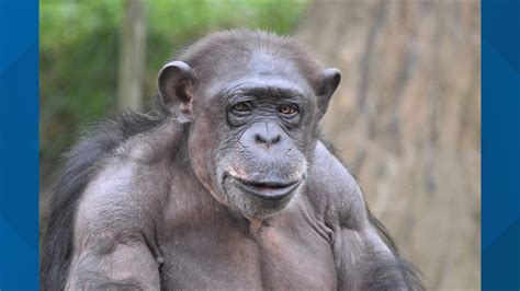 Saint Louis Zoo Chimpanzee Dies