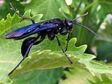 Black Wasp Sting