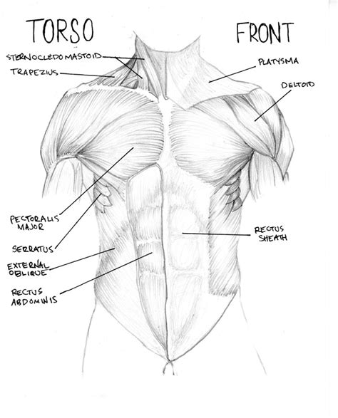 In this guide, i will teach you the anatomy and the forms of the human torso. Human Anatomy Body - Human Anatomy for Muscle ...