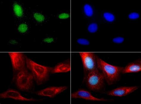 Anti Rbfox3 Neun Antibody Rabbit Anti Human Polyclonal Biotin Lsbio