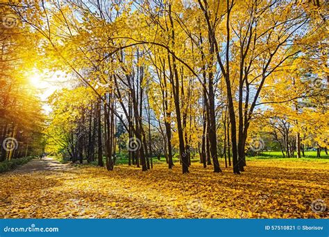 Sunny Autumn Park Stock Image Image Of Outdoors Autumn 57510821