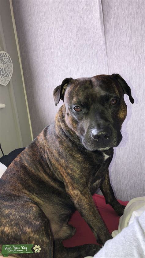 Staffordshire Bull Terrier Brindle Stud Dog In Manchester The