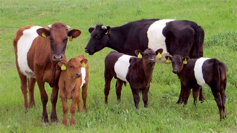 Épinglé sur Adopte un boeuf Adopts a bull a cow a beef or an ox