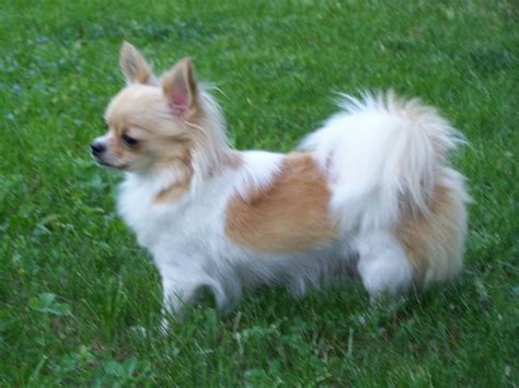 Puppies,adult dogs,rescue chihuahua purebred pet breeder since 1999.long haired and smooth coat chihuahuas available from time to time. Long hair chihuahua puppies- long haired chihuahua puppies ...