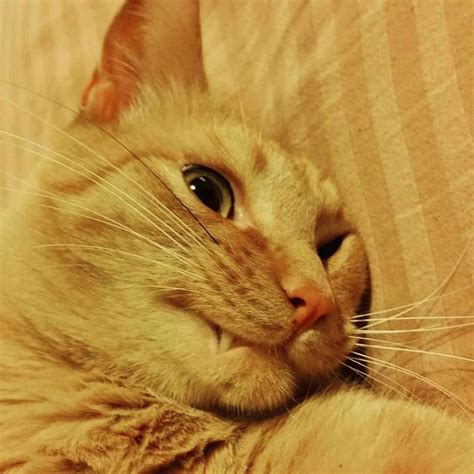 This Is My Derpy Orange Cat Ryder With His One Black Whisker Cute