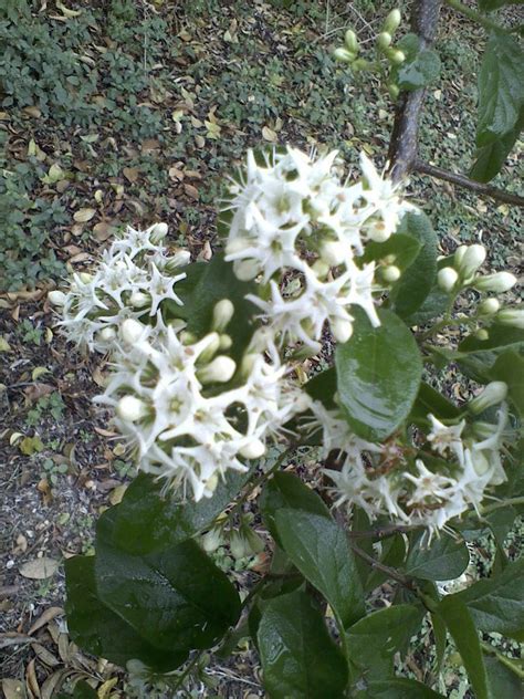 Shrub With Clustered White Flowers Flowers Forums