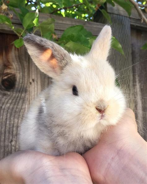 ˏˋ Brooke ˊˎ Animals Beautiful Cute Baby Bunnies Cute Funny Animals