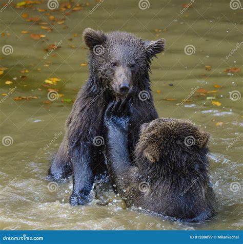 Two Brown Bear Cubs Play Fighting Stock Image Image Of Bear Small