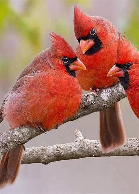 The Northern Cardinal Cardinalis Cardinalis Is A North American Bird