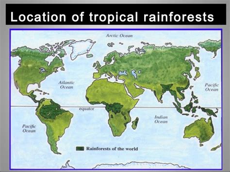 As i already mentioned, the tropical rainforests are located between the tropic of cancer and the tropic of capricorn, and the world's largest rainforests can be found in the amazon (south america), in the congo river basin (west africa) and in southeast asia. Tropical rainforest