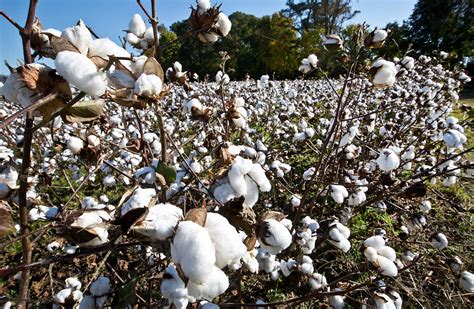 Virginia cotton production is up this year - Daily Press