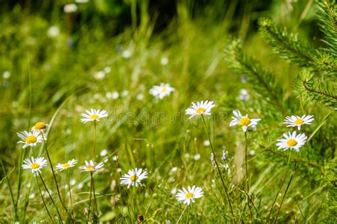 White Spring Flowers On Green Background Stock Photo Image Of Travel