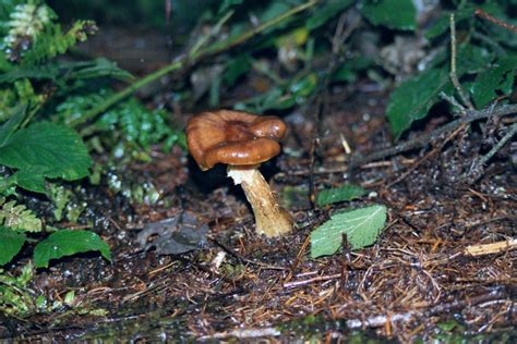 Free Images Nature Forest Wet Wildlife Brown Soil Fauna Fungus